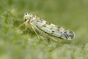 Eupteryx melissae