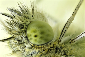 Pieris rapae (oog)
