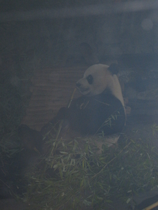 23) Reuzenpanda aan het eten