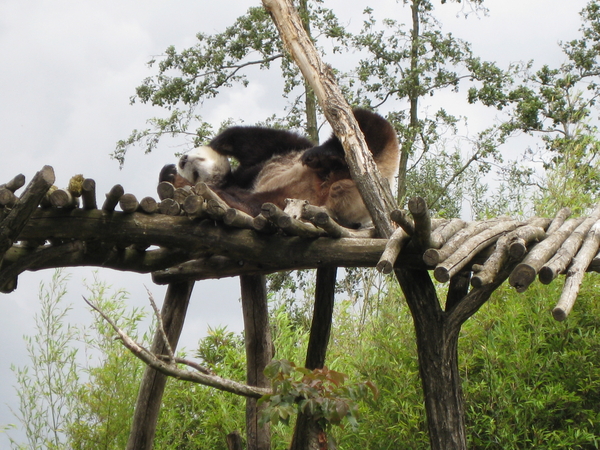 25) Reuzenpanda doet zijn dutje