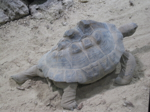 28) De schildpad