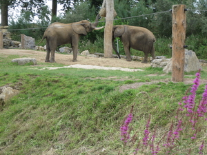 38) Andere soort olifanten