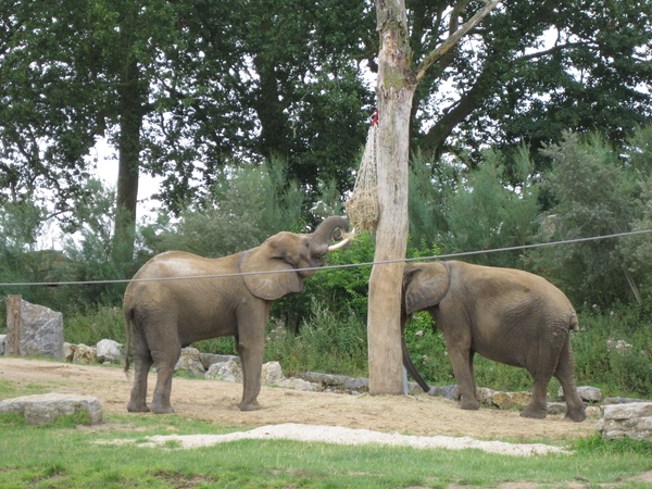 39) Olifant zoekt voedsel