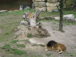 41) Prachtige roofdieren