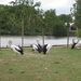 42) De pelikanen