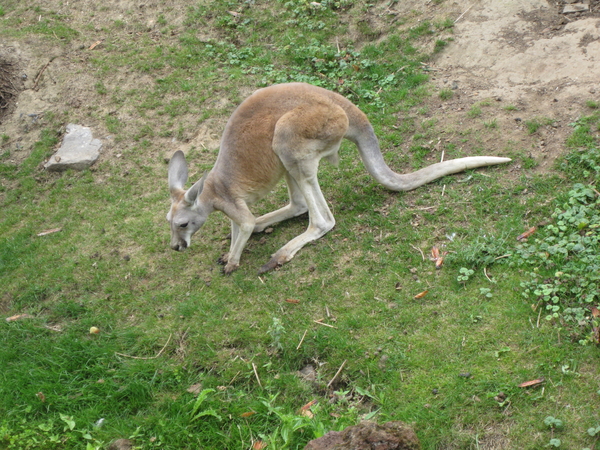 43) De kangoeroes