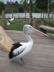 46) Prachtige watervogel