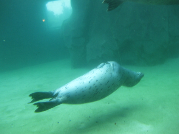 48) De zeehond toont zijn kunsten