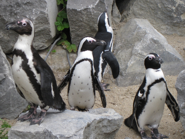 51) Pingunfamilie