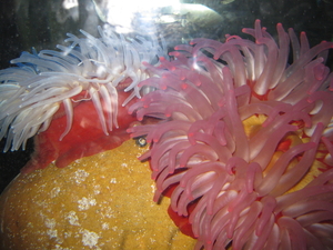 52) Zeeanemonen