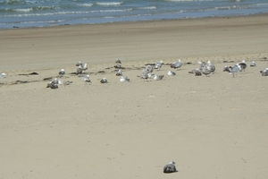 Badstrand Vlissingen.