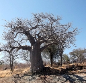 02 Zambia-Namibië (11)