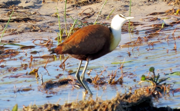03 Mazambala eiland (15)