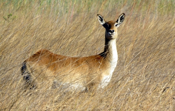 03 Mazambala eiland (16)