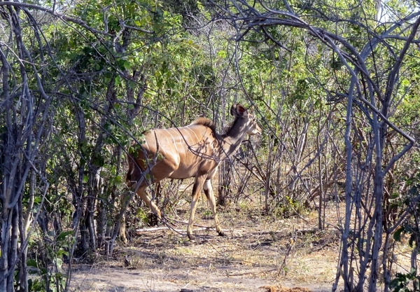 03 Mazambala eiland (38)