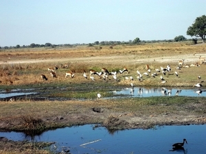 05 Bwabwata national park (3)