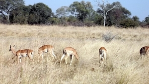 05 Bwabwata national park (7)