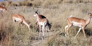 05 Bwabwata national park (8)