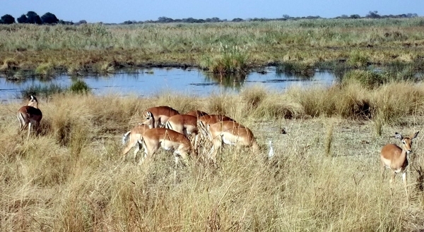 05 Bwabwata national park (9)