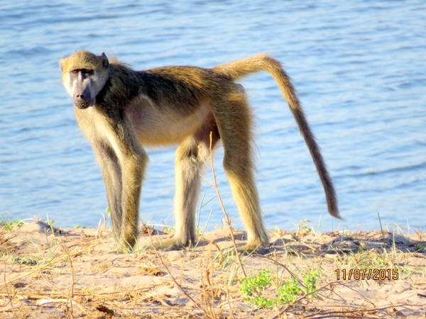 05 Bwabwata national park (41)