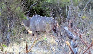 06  Namibië-Botswana (1)