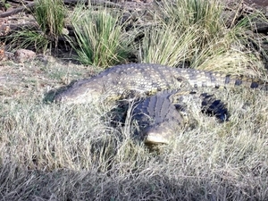 06 Namibië-Botswana (16)