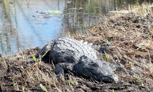 06 Namibië-Botswana (18)