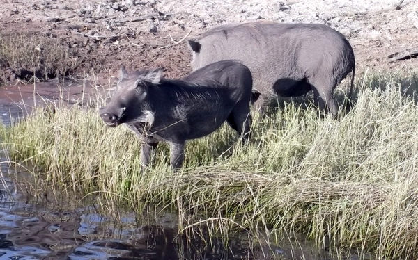 06 Namibië-Botswana (29)