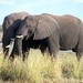 06 Namibië-Botswana (33)