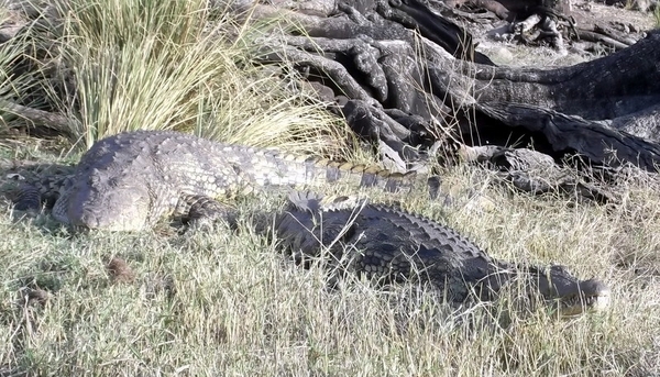 06 Namibië-Botswana (37)