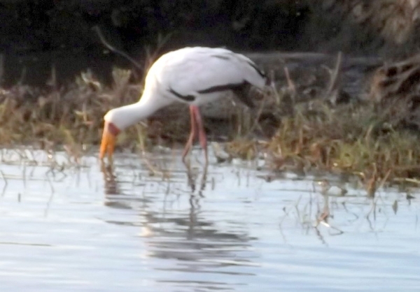 06 Namibië-Botswana (43)