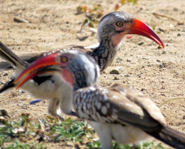 06 Namibië-Botswana (54)