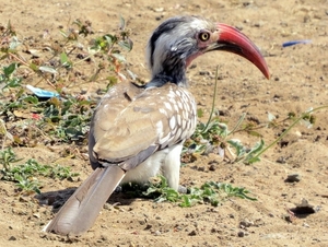 06 Namibië-Botswana (55)