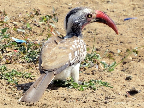 06 Namibië-Botswana (55)