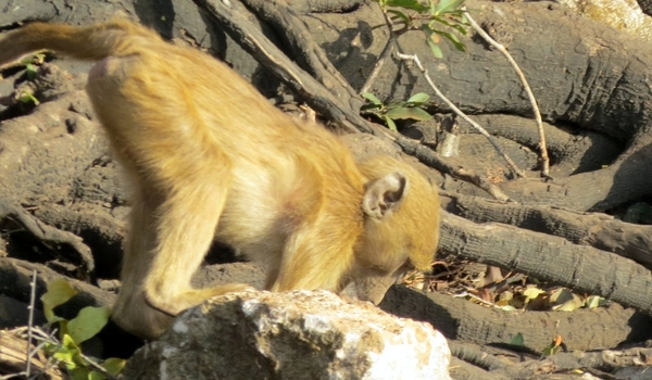 06 Namibië-Botswana (64)