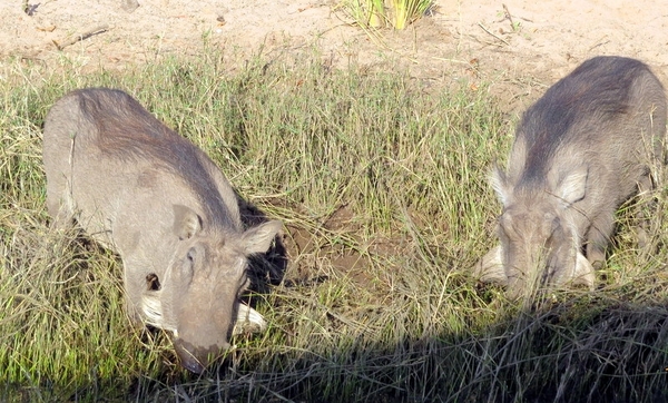 06 Namibië-Botswana (65)