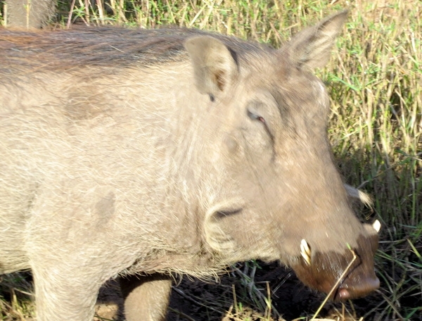 06 Namibië-Botswana (66)