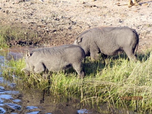 06 Namibië-Botswana (68)