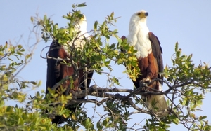 06 Namibië-Botswana (69)