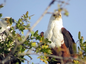 06 Namibië-Botswana (70)