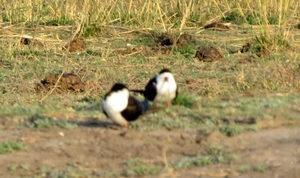 06 Namibië-Botswana (73)