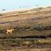 07 Chobe national park (6)