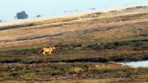 07 Chobe national park (6)