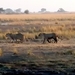 07 Chobe national park (7)