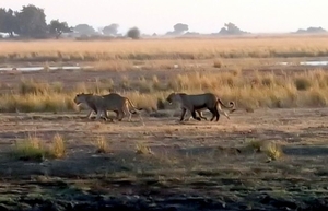 07 Chobe national park (7)