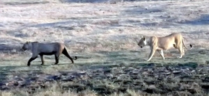 07 Chobe national park (8)