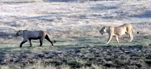 07 Chobe national park (8)