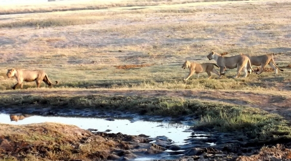 07 Chobe national park (9)