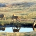 07 Chobe national park (10)