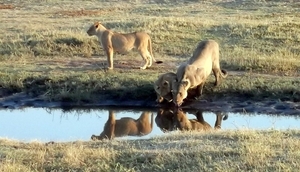 07 Chobe national park (11)